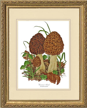 Morel Mushroom