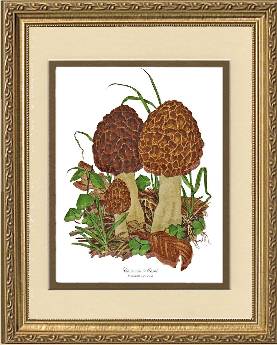 Morel Mushroom | Vintage Mushroom Art Print