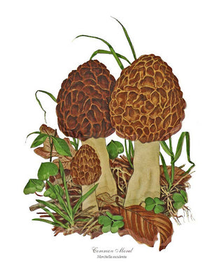 Mushroom Print: Morel Mushroom