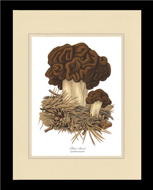 False Morel Mushroom