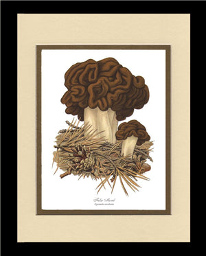False Morel Mushroom