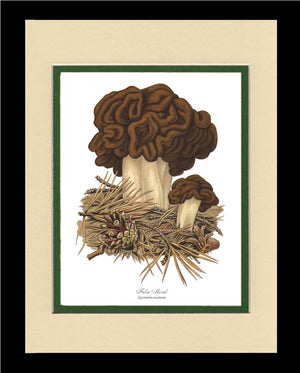False Morel Mushroom