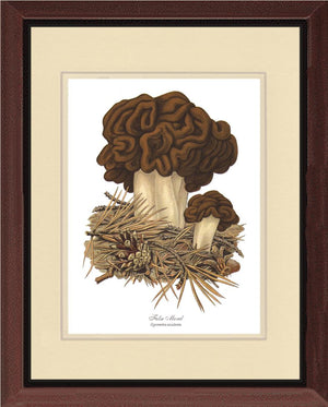 False Morel Mushroom