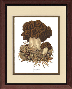False Morel Mushroom