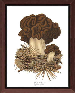 False Morel Mushroom
