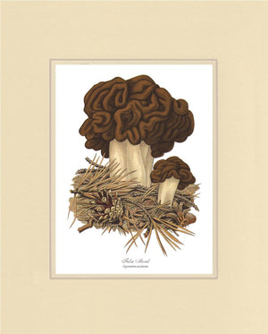 False Morel Mushroom