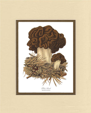 False Morel Mushroom