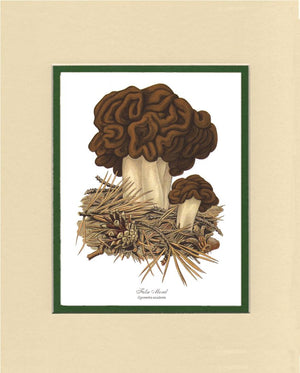 False Morel Mushroom