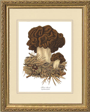 False Morel Mushroom