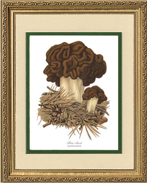 False Morel Mushroom