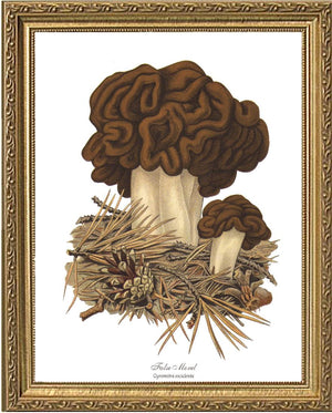 False Morel Mushroom