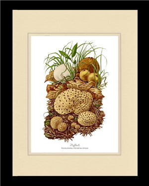 Puffballs Mushroom