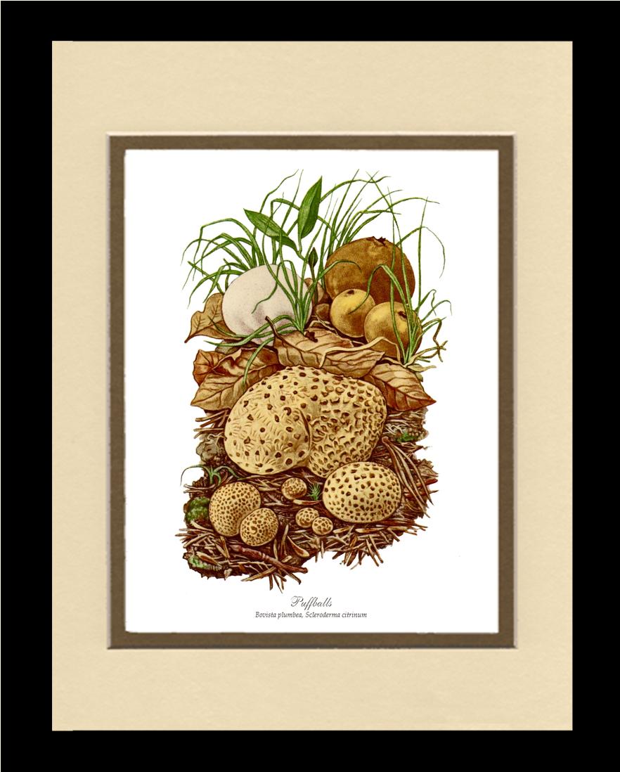 Puffballs Mushroom | Vintage Mushroom Art Print