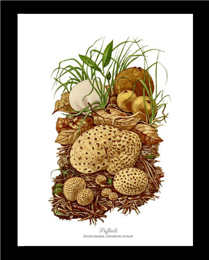 Puffballs Mushroom