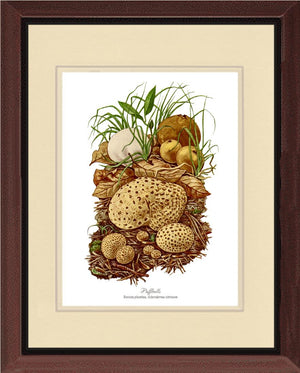 Puffballs Mushroom