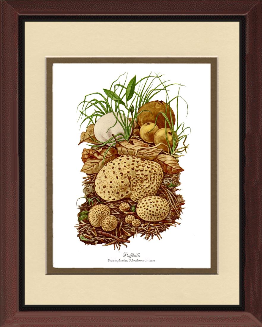 Puffballs Mushroom | Vintage Mushroom Art Print