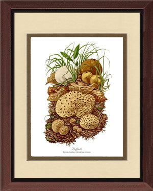 Puffballs Mushroom