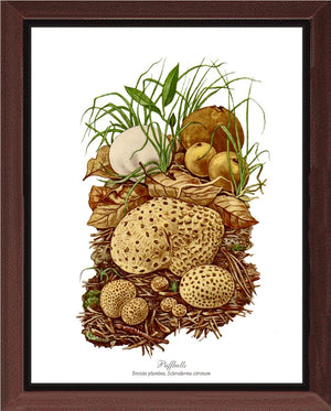 Puffballs Mushroom