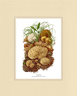 Puffballs Mushroom