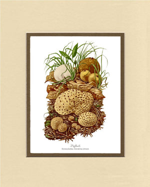 Puffballs Mushroom