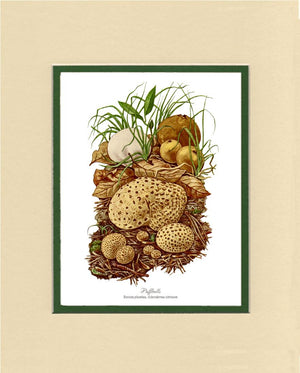 Puffballs Mushroom