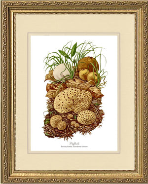 Puffballs Mushroom