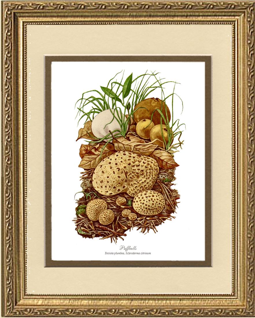 Puffballs Mushroom | Vintage Mushroom Art Print