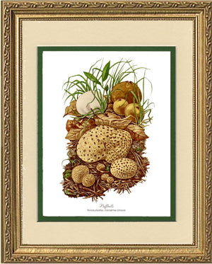Puffballs Mushroom
