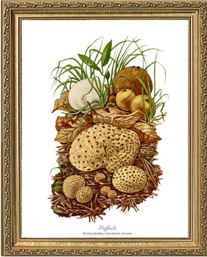 Puffballs Mushroom