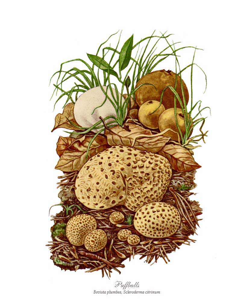 Mushroom Print: Puffballs Mushroom