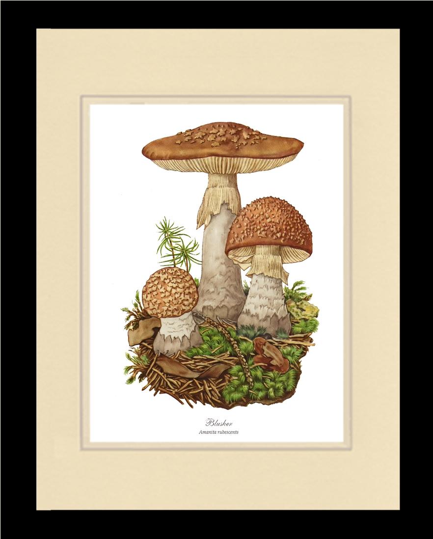 Blusher Mushroom | Vintage Mushroom Art Print