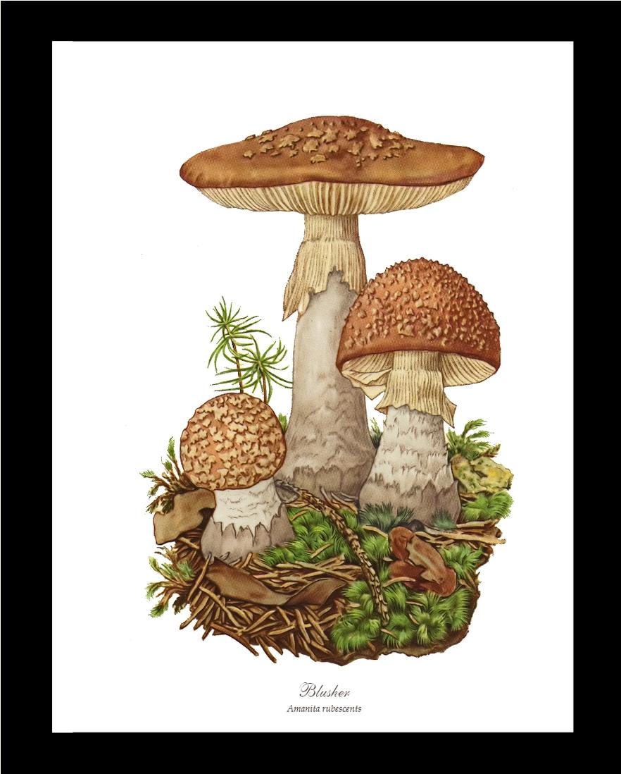 Blusher Mushroom | Vintage Mushroom Art Print