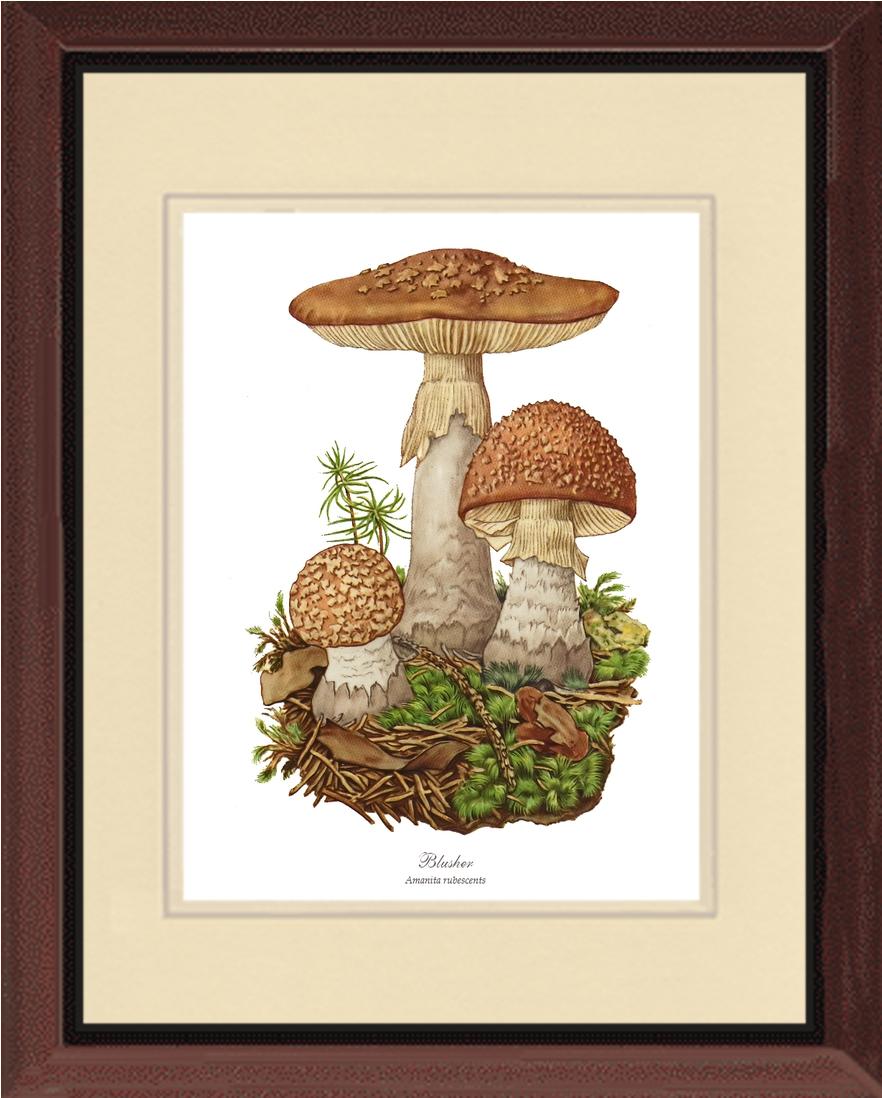 Blusher Mushroom | Vintage Mushroom Art Print