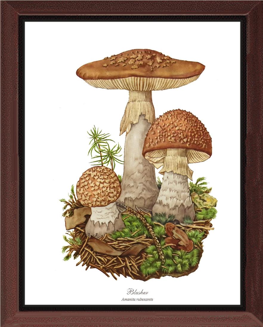 Blusher Mushroom | Vintage Mushroom Art Print