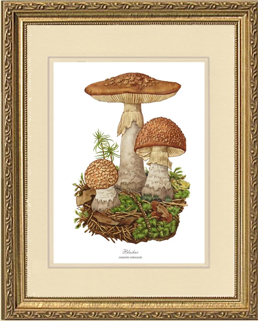 Blusher Mushroom | Vintage Mushroom Art Print