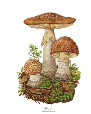 Mushroom Print: Blusher Mushroom