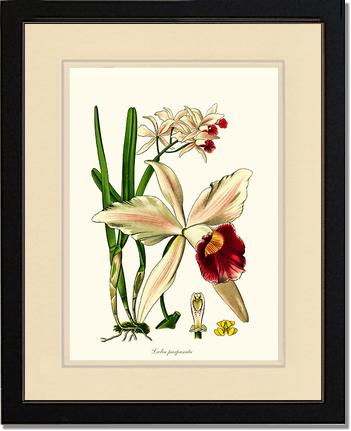 Laelia purpurata | Orchid Wall Art Print