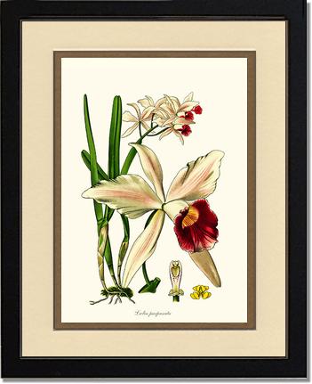 Laelia purpurata | Orchid Wall Art Print