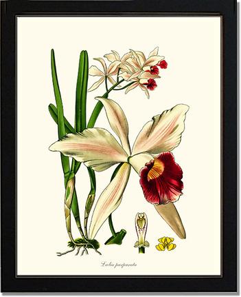 Laelia purpurata | Orchid Wall Art Print