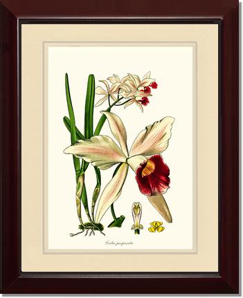 Laelia purpurata | Orchid Wall Art Print
