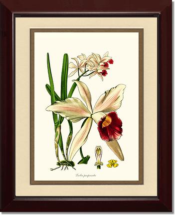 Laelia purpurata | Orchid Wall Art Print