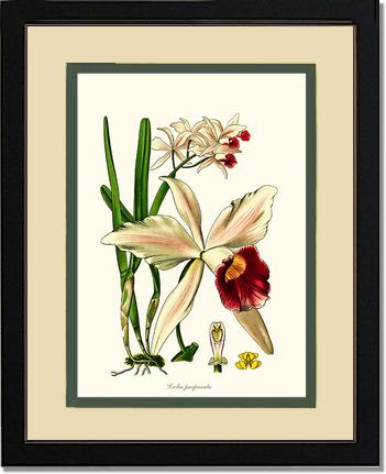 Laelia purpurata | Orchid Wall Art Print