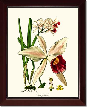 Laelia purpurata | Orchid Wall Art Print
