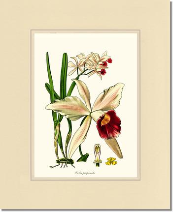 Laelia purpurata | Orchid Wall Art Print