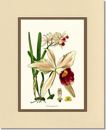 Laelia purpurata | Orchid Wall Art Print