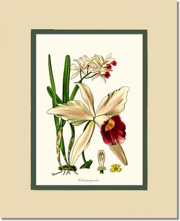 Laelia purpurata | Orchid Wall Art Print