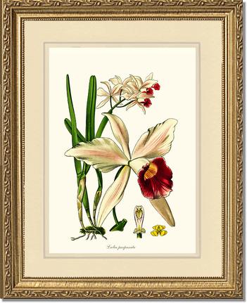 Laelia purpurata | Orchid Wall Art Print