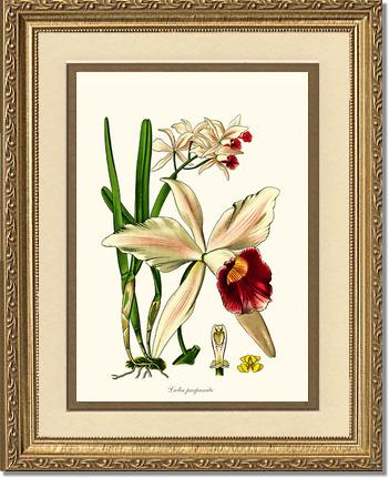 Laelia purpurata | Orchid Wall Art Print