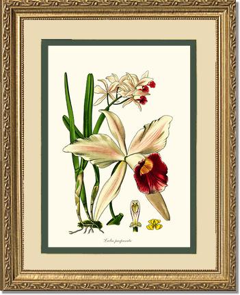 Laelia purpurata | Orchid Wall Art Print