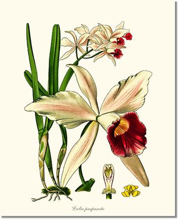 Orchid Print: Laelia purpurata